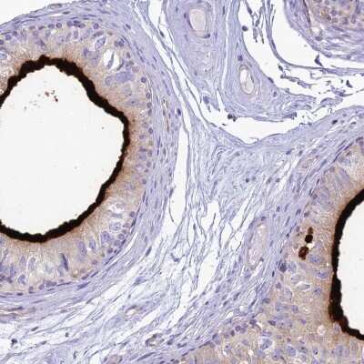 Immunohistochemistry-Paraffin: HSPC323 Antibody [NBP1-93687] - Staining of human epididymis shows high expression.