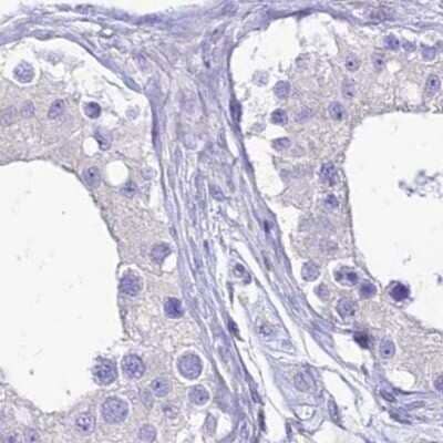 Immunohistochemistry-Paraffin: HSPC323 Antibody [NBP1-93687] - Staining of human testis.