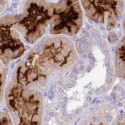 Immunohistochemistry-Paraffin: HSPC323 Antibody [NBP1-93687] - Staining of human kidney.