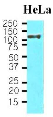 Western Blot: HSPH1/HSP105 Antibody (J1G12) [NBP1-04304] - Cell lysates of HeLa(30ug) were resolved by SDS-PAGE, transferred to NC membrane and probed with anti-human Hsp105 alpha (1:1,000). Proteins were visualized using a goat anti-mouse secondary antibody conjugated to HRP and an ECL detection system.