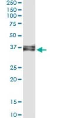 Immunoprecipitation: HSU79274 Antibody (2G4-1A1) [H00029902-M01] - Analysis of C12orf24 transfected lysate using anti-C12orf24 monoclonal antibody and Protein A Magnetic Bead, and immunoblotted with C12orf24 MaxPab rabbit polyclonal antibody.