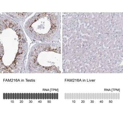 <b>Orthogonal Strategies Validation. </b>Immunohistochemistry-Paraffin: HSU79274 Antibody [NBP2-47425] - Staining in human testis and liver tissues using anti-FAM216A antibody. Corresponding FAM216A RNA-seq data are presented for the same tissues.