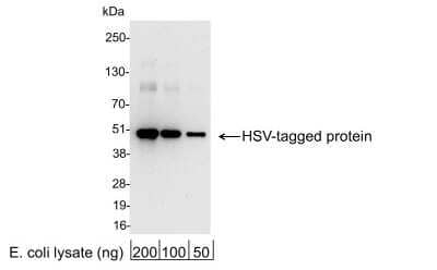 Western Blot HSV Tag Antibody - BSA Free