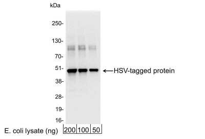 Western Blot: HSV Tag Antibody [NB600-523] - 200, 100, or 50 ng of E. coli whole cell lysate expressing a multi-tag fusion protein. Antibody used at 0.04 ug/ml (1:25,000).