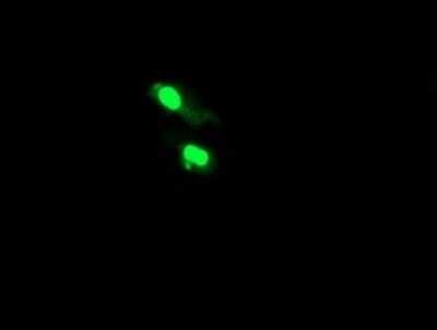 Immunofluorescence: HTF9C Antibody (OTI1C3) [NBP2-46015] - Analysis  of COS7 cells transiently transfected by pCMV6-ENTRY HTF9C.