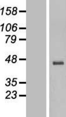 Western Blot: 5-HT3E Overexpression Lysate [NBP2-04841] -  Left-Empty vector transfected control cell lysate (HEK293 cell lysate); Right -Over-expression Lysate for HTR3E.