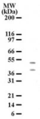 Western Blot: HTRA2/Omi Antibody (196C429) - Azide and BSA Free [NBP2-80782] - Detection of HtrA2 using an HtrA2 monoclonal antibody. HL-60 cell lysate was probed with HtrA2 antibody at 3 ug/ml and two protein bands of approximate molecular weight of 50 and 38 kDa were detected. The 50 kDa and 38 kDa bands may represent precursor and mature forms of HtrA2. Image from the standard format of this antibody.