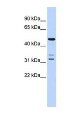 Western Blot: HTRA4 Antibody [NBP1-69684] - This Anti-HTRA4 antibody was used in Western Blot of Fetal Brain tissue lysate at a concentration of 1ug/ml.