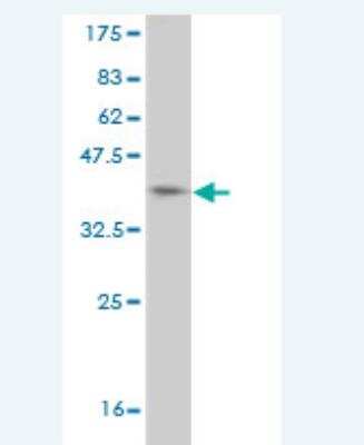 Western Blot: HUNK Antibody (1C4) [H00030811-M06] - Detection against Immunogen (36.63 KDa) .