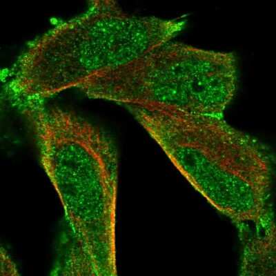 Immunocytochemistry/ Immunofluorescence HUNK Antibody - BSA Free