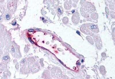 Immunohistochemistry-Paraffin: HUNK Antibody [NBP1-02385] - Staining of human vascular endothelium. Immunohistochemistry of formalin-fixed, paraffin-embedded tissue after heat-induced antigen retrieval. Antibody concentration 20 ug/ml.