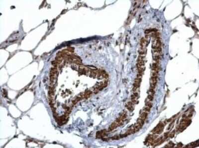 Immunohistochemistry-Paraffin: HUS1 Antibody [NBP1-33589] - HUS1 antibody detects HUS1 protein at cytosol and nucleus on mouse lymph node by immunohistochemical analysis. Sample: Paraffin-embedded mouse lymph node. HUS1 antibody dilution: 1:500.