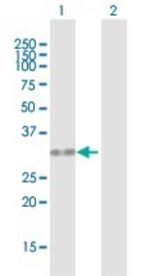 Western Blot: HUS1 Antibody [H00003364-B01P] - Analysis of HUS1 expression in transfected 293T cell line by HUS1 polyclonal antibody.  Lane 1: HUS1 transfected lysate(30.8 KDa). Lane 2: Non-transfected lysate.