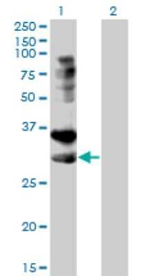 Western Blot: HVEM/TNFRSF14 Antibody (2G6-2C7) [H00008764-M01] - Analysis of TNFRSF14 expression in transfected 293T cell line by TNFRSF14 monoclonal antibody (M01), clone 2G6-2C7.Lane 1: TNFRSF14 transfected lysate(30.4 KDa).Lane 2: Non-transfected lysate.