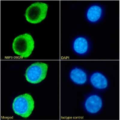 Immunocytochemistry/Immunofluorescence: HVEM/TNFRSF14 Antibody (HMHV-1B18) - Chimeric [NBP3-09029] - Immunofluorescence analysis of paraformaldehyde fixed RAW264.7 cells on Shi-fix(TM) coverslips stained with the chimeric rabbit IgG version of HMHV-1B18 (NBP3-09029) at 10 ug/ml for 1h followed by Alexa Fluor(R) 488 secondary antibody (2 ug/ml), showing membrane staining. The nuclear stain is DAPI (blue). Panels show from left-right, top-bottom NBP3-09029, DAPI, merged channels and an isotype control. The isotype control was an unknown specificity antibody followed by staining with Alexa Fluor(R) 488 secondary antibody.