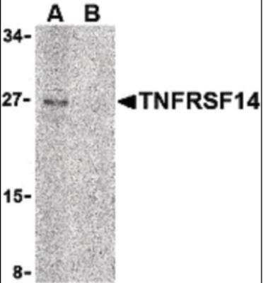 Western Blot: HVEM/TNFRSF14 Antibody [NB100-80848] - Raji cell lysate with HVEM/TNFRSF14 antibody at 2 ug/ml in (A) the absence and (B) the presence of blocking peptide.