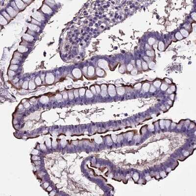 Immunohistochemistry-Paraffin: HVSL1 Antibody [NBP1-82268] - Staining of human colon shows moderate luminal membranous positivity in glandular cells.