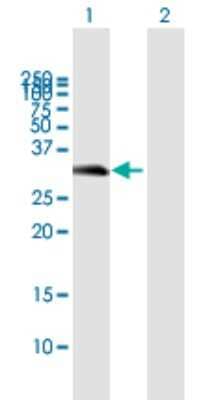 Western Blot: HVSL1 Antibody [H00079650-B01P] - Analysis of C16orf57 expression in transfected 293T cell line by C16orf57 polyclonal antibody.  Lane 1: FLJ13154 transfected lysate(29.26 KDa). Lane 2: Non-transfected lysate.