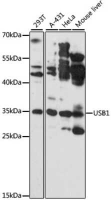 Western Blot: HVSL1 Antibody [NBP3-03408] - Analysis of extracts of various cell lines, using HVSL1 antibody at 1:3000 dilution. Secondary antibody: HRP Goat Anti-Rabbit IgG (H+L) at 1:10000 dilution. Lysates/proteins: 25ug per lane. Blocking buffer: 3% nonfat dry milk in TBST. Detection: ECL Basic Kit.