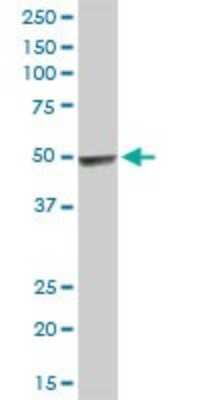 Western Blot: HYAL3 Antibody [H00008372-D01P] - Analysis of HYAL3 expression in mouse liver.