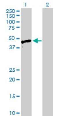 Western Blot: HYAL3 Antibody [H00008372-D01P] - Analysis of HYAL3 expression in transfected 293T cell line by HYAL3 polyclonal antibody.Lane 1: HYAL3 transfected lysate(46.50 KDa).Lane 2: Non-transfected lysate.