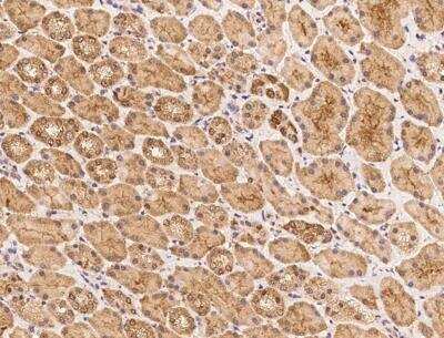 Immunohistochemistry-Paraffin: HYLS1 Antibody [NBP3-12710] - Staining of human HYLS1 in human kidney with rabbit polyclonal antibody at 1:100 dilution.