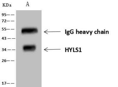 Immunoprecipitation: HYLS1 Antibody [NBP3-12710] - Lane A:0.5 mg Hela Whole Cell Lysate4 uL anti-HYLS1 rabbit polyclonal antibody and 60 ug of Immunomagnetic beads Protein A/G.Primary antibody:Anti-HYLS1 rabbit polyclonal antibody,at 1:100 dilution Secondary antibody:Goat Anti-Rabbit IgG (H+L)/HRP at 1/10000 dilutionDeveloped using the ECL technique.Performed under reducing conditions.Predicted band size: 34 kDa