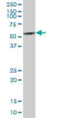 Western Blot: HYPE Antibody [H00011153-B01P] - Analysis of HYPE expression in human placenta.