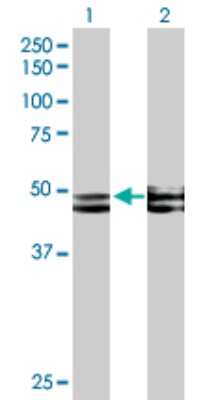 Western Blot: HYPE Antibody [H00011153-B01P] - Analysis of FICD expression in transfected 293T cell line by FICD polyclonal antibody.  Lane 1: HYPE transfected lysate(50.38 KDa). Lane 2: Non-transfected lysate.