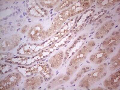 Immunohistochemistry: Hairless Antibody (OTI1D9) - Azide and BSA Free [NBP2-72023] - Analysis of Human Kidney tissue. (Heat-induced epitope retrieval by Tris-EDTA, pH8.0)