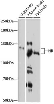 Western Blot: Hairless Antibody [NBP3-03555] - Analysis of extracts of various cell lines, using Hairless antibody at 1:3000 dilution. Secondary antibody: HRP Goat Anti-Rabbit IgG (H+L) at 1:10000 dilution. Lysates/proteins: 25ug per lane. Blocking buffer: 3% nonfat dry milk in TBST. Detection: ECL Enhanced Kit.