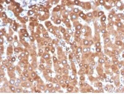 Immunohistochemistry-Paraffin: Haptoglobin Antibody (HP/3837) [NBP3-13887] - Formalin-fixed, paraffin-embedded human liver stained with Haptoglobin antibody (HP/3837) at 2ug/ml.