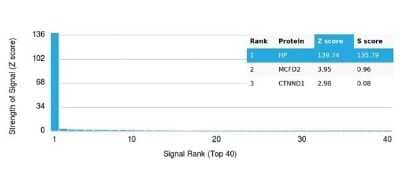 Protein Array: Haptoglobin Antibody (HP/3837) [NBP3-13887] - Analysis of Protein Array containing more than 19,000 full-length human proteins using Haptoglobin Antibody (HP/3837).