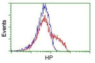 Flow Cytometry: Haptoglobin Antibody (OTI4H5) - Azide and BSA Free [NBP2-70925] - HEK293T cells transfected with either overexpression plasmid (Red) or empty vector control plasmid (Blue) were immunostaining by anti-Haptoglobin antibody, and then analyzed by flow cytometry.