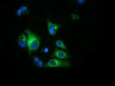 Immunocytochemistry/Immunofluorescence: Haptoglobin Antibody (OTI4H5) - Azide and BSA Free [NBP2-70925] - Staining of COS7 cells transiently transfected by pCMV6-ENTRY Haptoglobin.