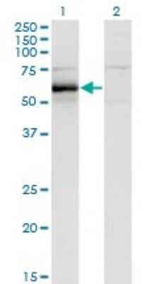 Western Blot: Hck Antibody (1D9-1A9) [H00003055-M01] - Analysis of HCK expression in transfected 293T cell line by HCK monoclonal antibody (M01), clone 1D9-1A9.Lane 1: HCK transfected lysate (Predicted MW: 57.3 KDa).Lane 2: Non-transfected lysate.