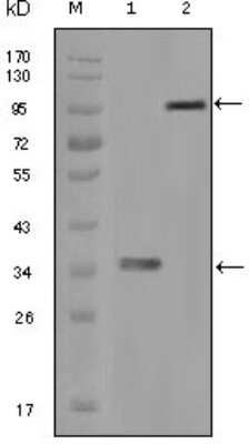 Western Blot: Hck Antibody (3D12E10) [NBP1-47514] - Analysis using HCK mouse mAb against truncated HCK recombinant protein (1) and full-length HCK-GFP transfected CHO-K1 cell lysate (2).