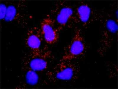 Proximity Ligation Assay: Hck Antibody [H00003055-D01P] - Analysis of protein-protein interactions between HCK and SOS1. Huh7 cells were stained with anti-HCK rabbit purified polyclonal 1:1200 and anti-SOS1 mouse monoclonal antibody 1:50. Each red dot represents the detection of protein-protein interaction complex, and nuclei were counterstained with DAPI (blue).