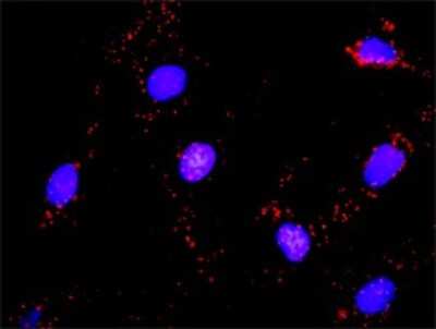 Proximity Ligation Assay: Hck Antibody [H00003055-D01P] - Analysis of protein-protein interactions between HCK and CRKL. Mahlavu cells were stained with anti-HCK rabbit purified polyclonal 1:1200 and anti-CRKL mouse monoclonal antibody 1:50. Each red dot represents the detection of protein-protein interaction complex, and nuclei were counterstained with DAPI (blue).