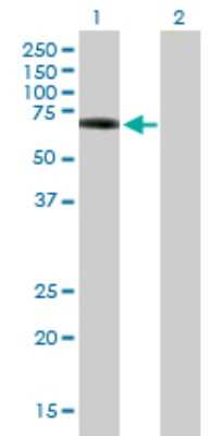 Western Blot: Hck Antibody [H00003055-B01P] - Analysis of HCK expression in transfected 293T cell line by HCK polyclonal antibody.  Lane 1: HCK transfected lysate(55.55 KDa). Lane 2: Non-transfected lysate.