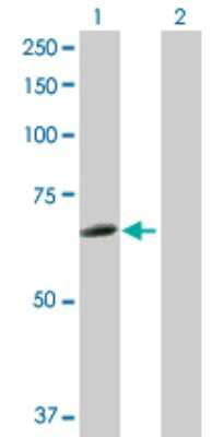 Western Blot: Hck Antibody [H00003055-D01P] - Analysis of HCK expression in transfected 293T cell line by HCK polyclonal antibody.Lane 1: HCK transfected lysate(57.30 KDa).Lane 2: Non-transfected lysate.