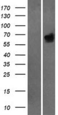 Western Blot Hck Overexpression Lysate