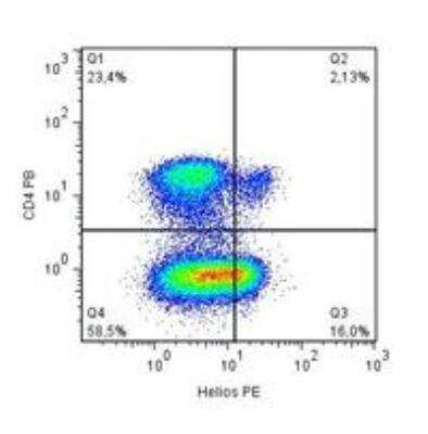 Flow Cytometry: Helios Antibody (22F6) [NBP2-37723] - Human peripheral blood lymphocytes were stained with anti-CD4 Pacific BlueTM, fixed and permeabilized with Treg Detection Kit and then intracellulary stained with anti-Helios PE (clone 22F6).