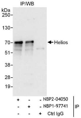 <b>Independent Antibodies Validation. </b>Immunoprecipitation: Helios Antibody [NBP2-04050] - Samples: Whole cell lysate (1 mg for IP, 20% of IP loaded) from Jurkat cells.  Antibodies: Affinity purified rabbit anti-Helios antibody NBP1-97741 used for IP at 6ug/mg lysate.  Helios was also immunoprecipitated by rabbit anti-Helios antibody NBP2-04050, which recognizes an upstream epitope.  For blotting immunoprecipitated Helios, NBP2-04050 was used at 0.4ug/ml.  Detection: Chemiluminescence with an exposure time of 3 seconds.   nds.