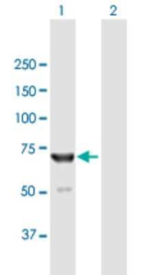 Western Blot: Helios Antibody [H00022807-B01P] - Analysis of IKZF2 expression in transfected 293T cell line by IKZF2 polyclonal antibody.  Lane 1: ZNFN1A2 transfected lysate(55 KDa). Lane 2: Non-transfected lysate.