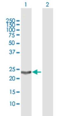 Western Blot: Hematopoietic Prostaglandin D Synthase/HPGDS Antibody [H00027306-B01P] - Analysis of PGDS expression in transfected 293T cell line by PGDS polyclonal antibody.  Lane 1: PGDS transfected lysate(21.89 KDa). Lane 2: Non-transfected lysate.