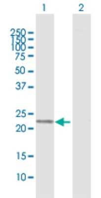 Western Blot: Hematopoietic Prostaglandin D Synthase/HPGDS Antibody [H00027306-D01P] - Analysis of PGDS expression in transfected 293T cell line by PGDS polyclonal antibody.Lane 1: PGDS transfected lysate(23.30 KDa).Lane 2: Non-transfected lysate.