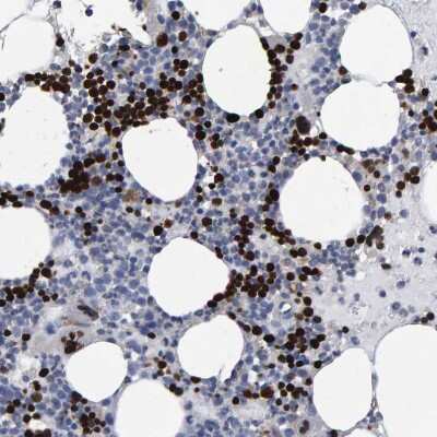 Immunohistochemistry-Paraffin: Hemogen Antibody [NBP1-84909] - Staining of human bone marrow shows strong nuclear positivity in hematopoietic cells.