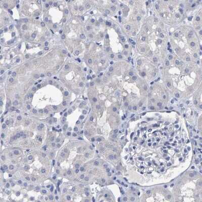 Immunohistochemistry-Paraffin: Hemogen Antibody [NBP1-84909] - Staining of human kidney shows no positivity in cells in tubules as expected.