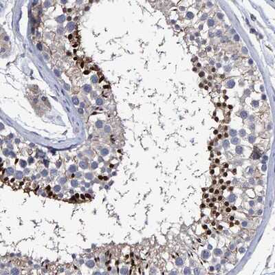 Immunohistochemistry-Paraffin Hemogen Antibody - BSA Free